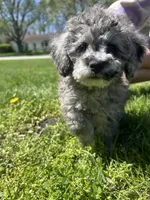 Bluey , a male Poodle - Toy  for sale in Michigan City, IN – Photo 5 of 8