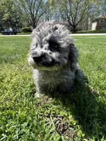 Bluey , a male Poodle - Toy  for sale in Michigan City, IN – Photo 6 of 8