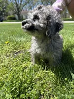 Bluey , a male Poodle - Toy  for sale in Michigan City, IN – Photo 4 of 8