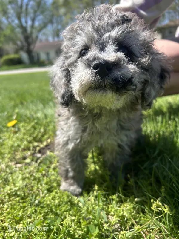 Bluey  – Poodle - Toy  puppy for sale in Michigan City, IN