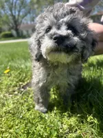 Bluey , a male Poodle - Toy  for sale in Michigan City, IN – Photo 1 of 8