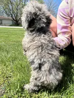 Bluey , a male Poodle - Toy  for sale in Michigan City, IN – Photo 7 of 8