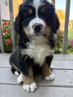AKC Rocky , a male Bernese Mountain Dog for sale in Michigan City, IN – 4 of 8