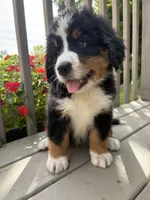 AKC Rex, a male Bernese Mountain Dog for sale in Michigan City, IN – 5 of 10