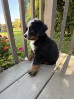Frodo, a male Bernese Mountain Dog for sale in Michigan City, IN – 2 of 8