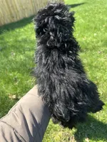 Astro, a male Poodle - Toy  for sale in Michigan City, IN – Photo 4 of 4