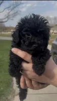 Astro, a male Poodle - Toy  for sale in Michigan City, IN – Photo 6 of 7