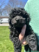 Astro, a male Poodle - Toy  for sale in Michigan City, IN – Photo 3 of 4
