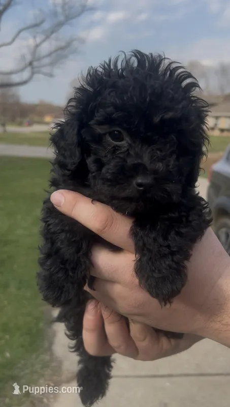 Astro, a male Poodle - Toy  for sale in Michigan City, IN – Photo 1 of 7