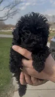 Astro, a male Poodle - Toy  for sale in Michigan City, IN – Photo 1 of 7