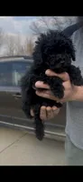 Astro, a male Poodle - Toy  for sale in Michigan City, IN – Photo 7 of 7