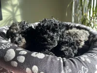 Astro, a male Poodle - Toy  for sale in Michigan City, IN – Photo 2 of 4
