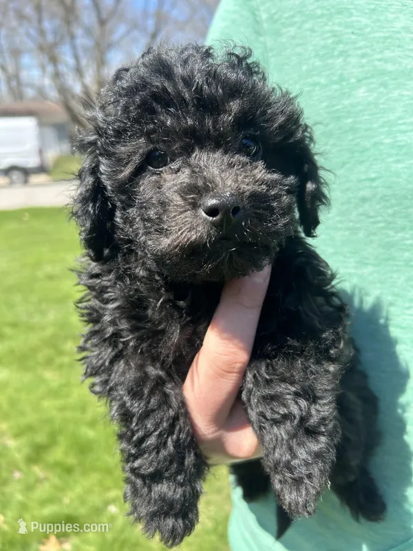 Astro – Poodle - Toy  puppy for sale in Michigan City, IN