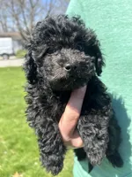 Astro, a male Poodle - Toy  for sale in Michigan City, IN – Photo 1 of 4