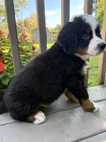 Frodo , a male Bernese Mountain Dog for sale in Michigan City, IN – 2 of 8