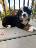 Fiona , a female Bernese Mountain Dog for sale in Michigan City, IN – 3 of 6