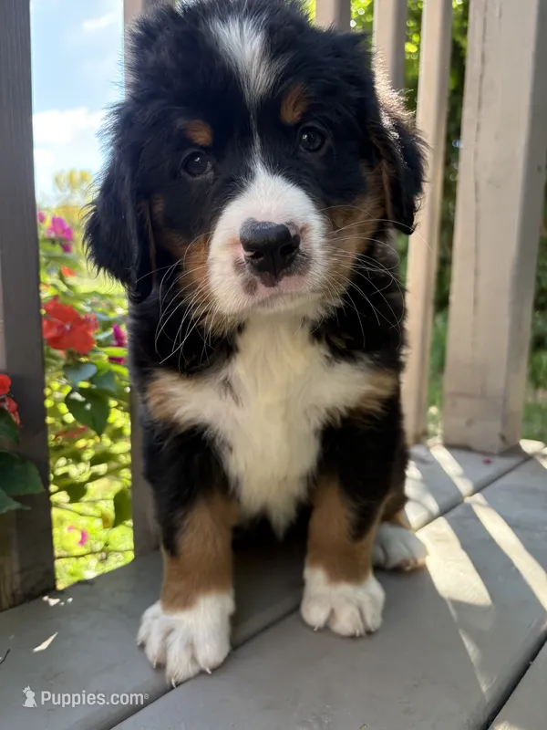Fern  – Bernese Mountain Dog puppy for sale in Michigan City, IN
