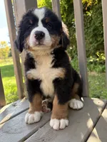 Forest , a male Bernese Mountain Dog for sale in Michigan City, IN – 3 of 6