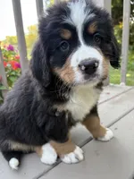 AKC Rocky , a male Bernese Mountain Dog for sale in Michigan City, IN – 3 of 8