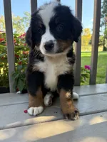Frodo, a male Bernese Mountain Dog for sale in Michigan City, IN – 5 of 8
