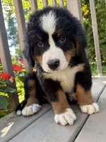 Forest , a male Bernese Mountain Dog for sale in Michigan City, IN – 6 of 6