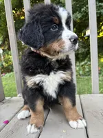 AKC Ringo , a male Bernese Mountain Dog for sale in Michigan City, IN – 6 of 9