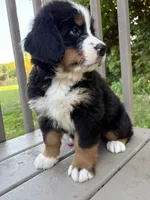 AKC Rooster, a male Bernese Mountain Dog for sale in Michigan City, IN – 4 of 9