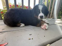 Fiona , a female Bernese Mountain Dog for sale in Michigan City, IN – 5 of 6