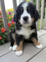 AKC Rita , a female Bernese Mountain Dog for sale in Michigan City, IN – 5 of 7