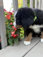 AKC Rufus , a male Bernese Mountain Dog for sale in Michigan City, IN – 5 of 7