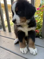 Fawn , a female Bernese Mountain Dog for sale in Michigan City, IN – 3 of 6