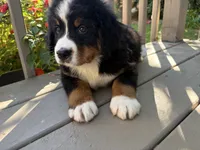 Franklin , a male Bernese Mountain Dog for sale in Michigan City, IN – 3 of 6