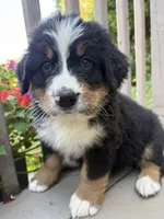 AKC Reggie, a male Bernese Mountain Dog for sale in Michigan City, IN – 4 of 7