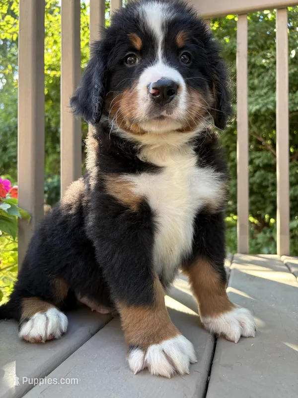 Franklin  – Bernese Mountain Dog puppy for sale in Michigan City, IN