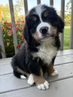 AKC Rocky , a male Bernese Mountain Dog for sale in Michigan City, IN – 1 of 8