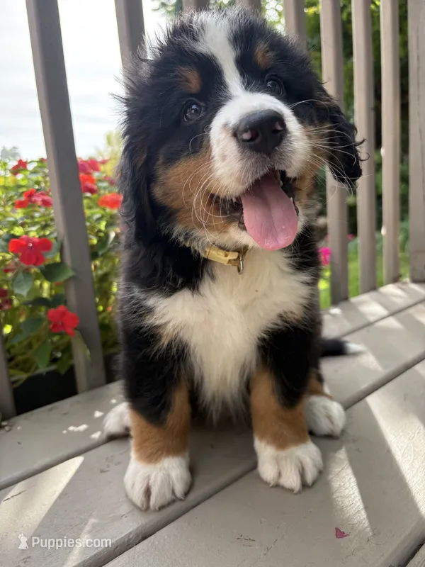 AKC Rex – Bernese Mountain Dog puppy for sale in Michigan City, IN
