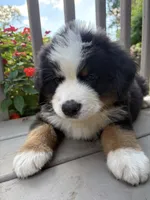 Ford , a male Bernese Mountain Dog for sale in Michigan City, IN – 2 of 8