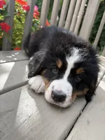 AKC Rex, a male Bernese Mountain Dog for sale in Michigan City, IN – 10 of 10