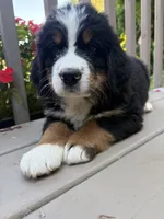 AKC Rooster, a male Bernese Mountain Dog for sale in Michigan City, IN – 9 of 9