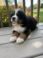 Felix , a male Bernese Mountain Dog for sale in Michigan City, IN – 2 of 6