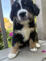 AKC Riot, a male Bernese Mountain Dog for sale in Michigan City, IN – 4 of 9