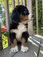 Fern , a female Bernese Mountain Dog for sale in Michigan City, IN – 2 of 10