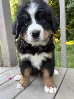 AKC Ringo , a male Bernese Mountain Dog for sale in Michigan City, IN – 3 of 9