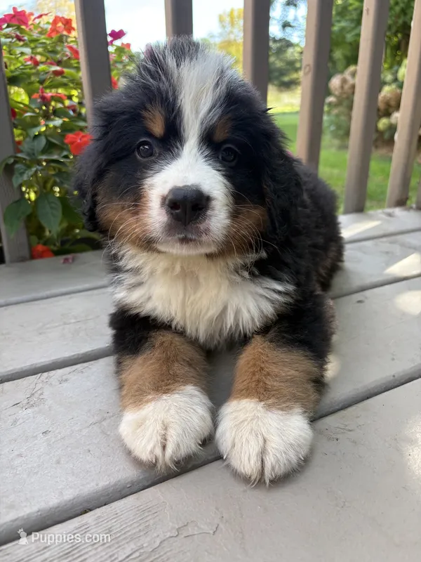 Felix  – Bernese Mountain Dog puppy for sale in Michigan City, IN