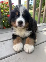 Felix , a male Bernese Mountain Dog for sale in Michigan City, IN – 1 of 6