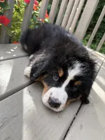 AKC Rex, a male Bernese Mountain Dog for sale in Michigan City, IN – 7 of 10