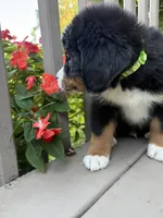 AKC Rufus , a male Bernese Mountain Dog for sale in Michigan City, IN – 2 of 7