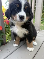 AKC Ricky , a male Bernese Mountain Dog for sale in Michigan City, IN – 3 of 6