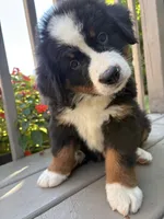 Fiona , a female Bernese Mountain Dog for sale in Michigan City, IN – 4 of 6