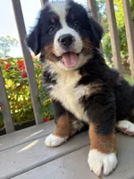 Fiona , a female Bernese Mountain Dog for sale in Michigan City, IN – 2 of 6